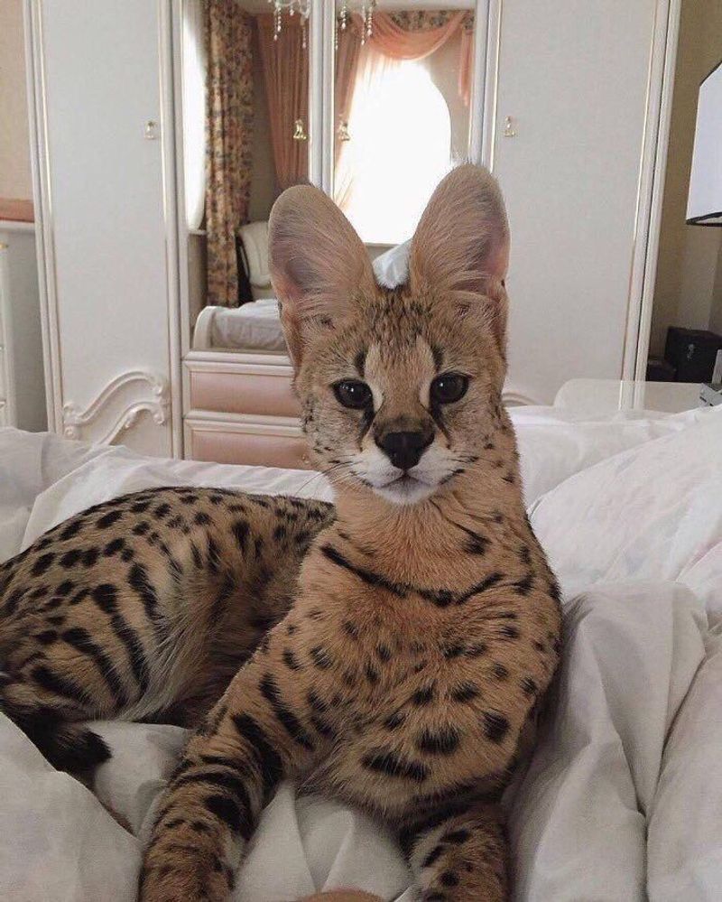 Savannah - Simba
