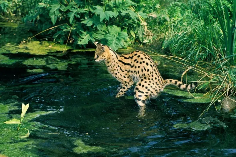 Savannah