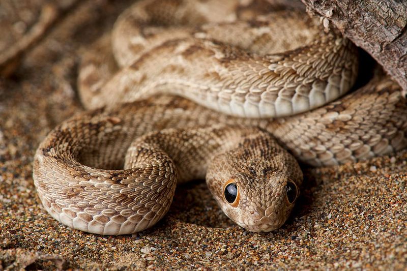 Saw-Scaled Viper