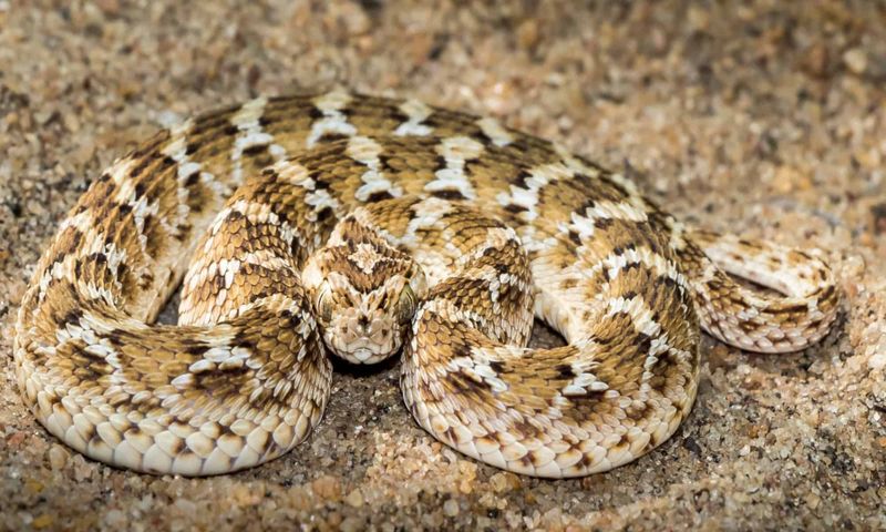 Saw-scaled Viper