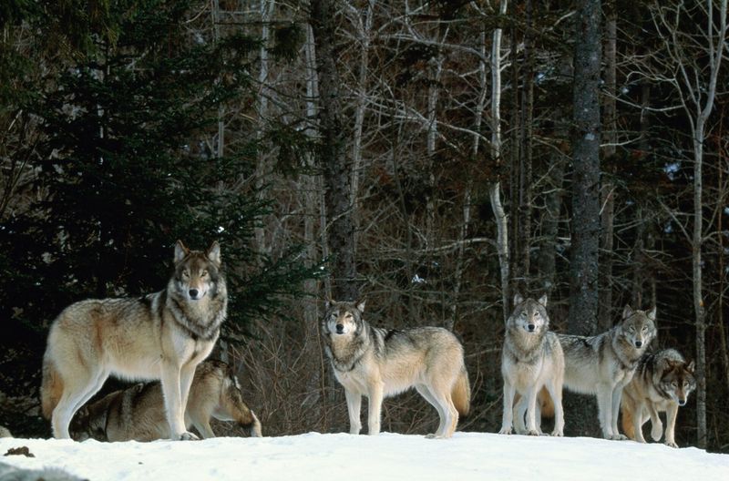 Scandinavia's Border Pack