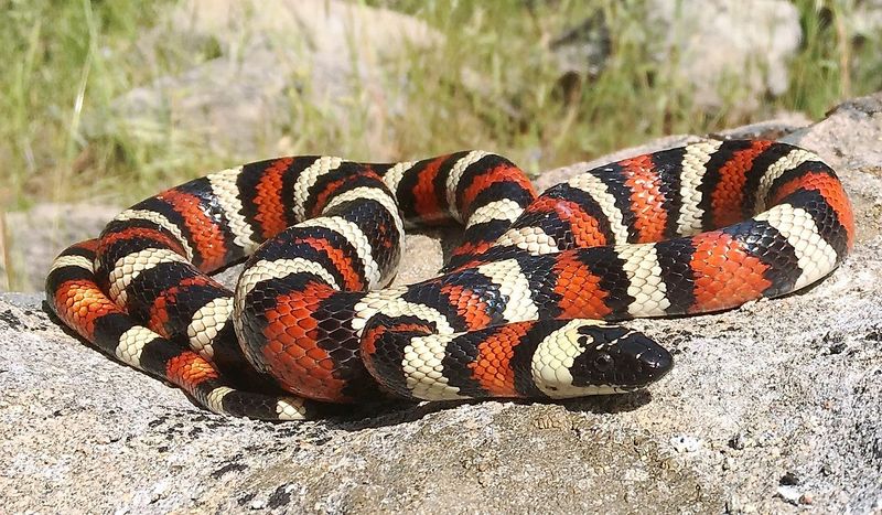 Scarlet Kingsnake