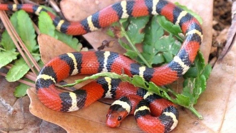Scarlet Kingsnake