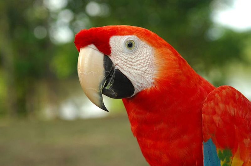 Scarlet Macaw