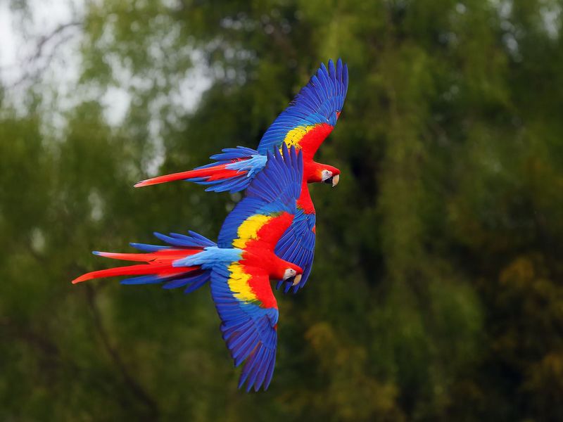 Scarlet Macaw