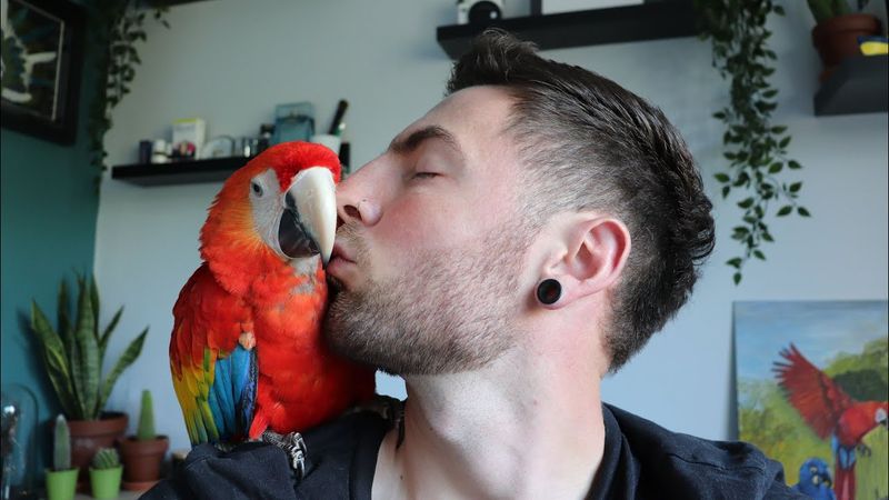 Scarlet Macaw