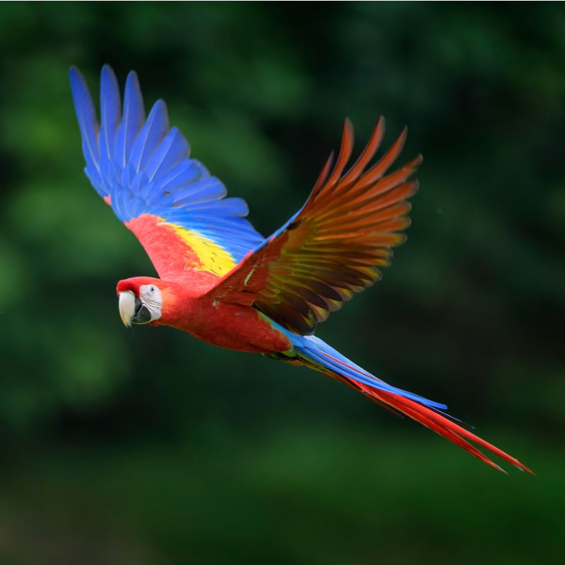 Scarlet Macaw