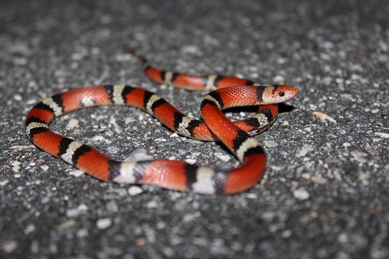 Scarlet Snake