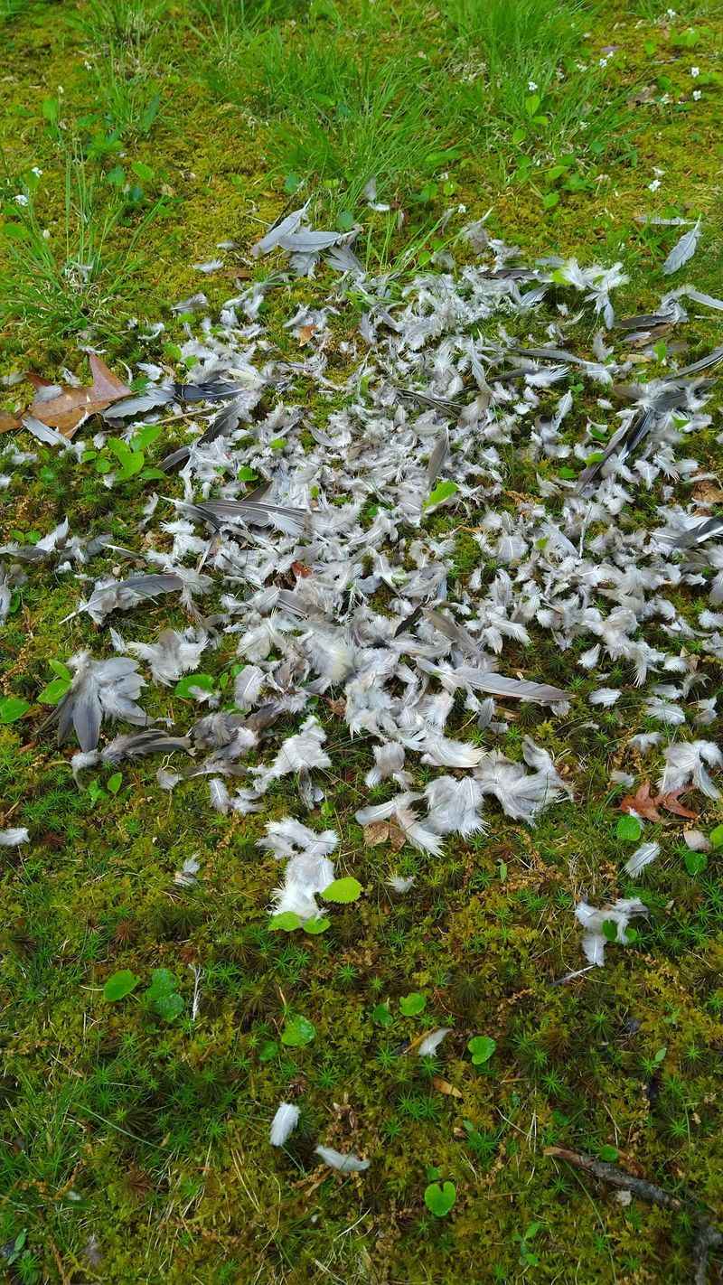 Scattered Feathers