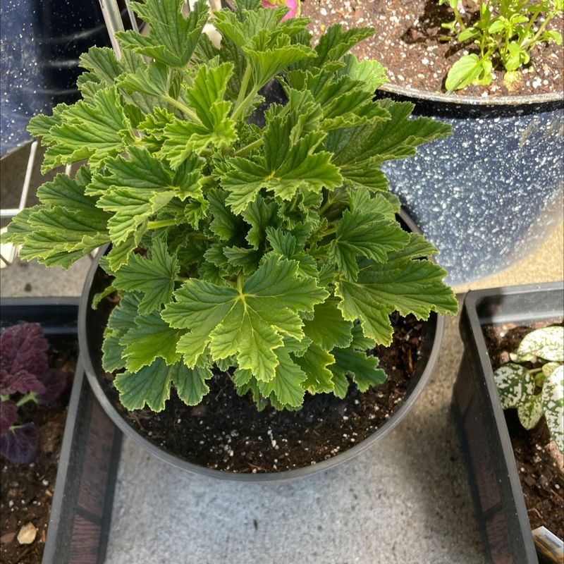 Scented Geraniums