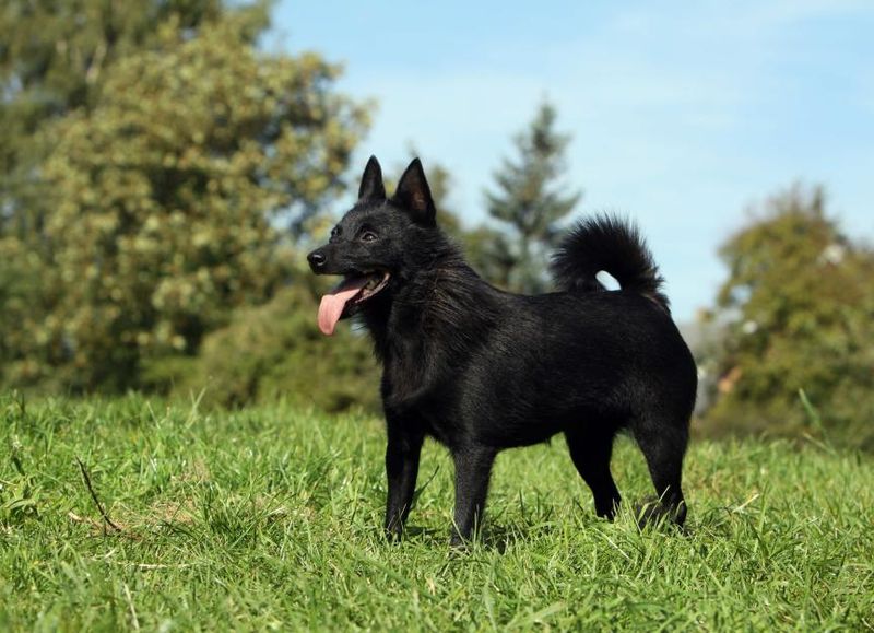 Schipperke