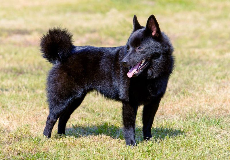 Schipperke