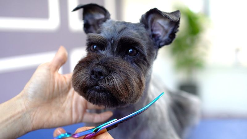 Schnauzer