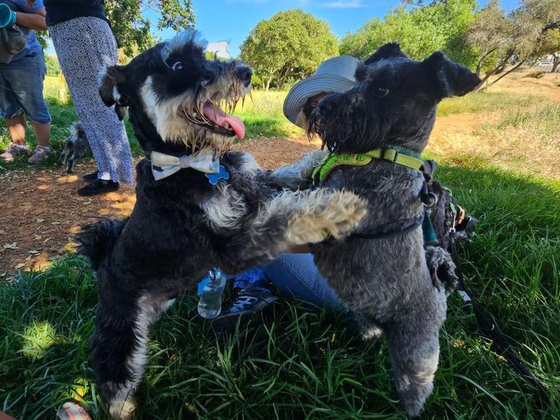 Schnauzer