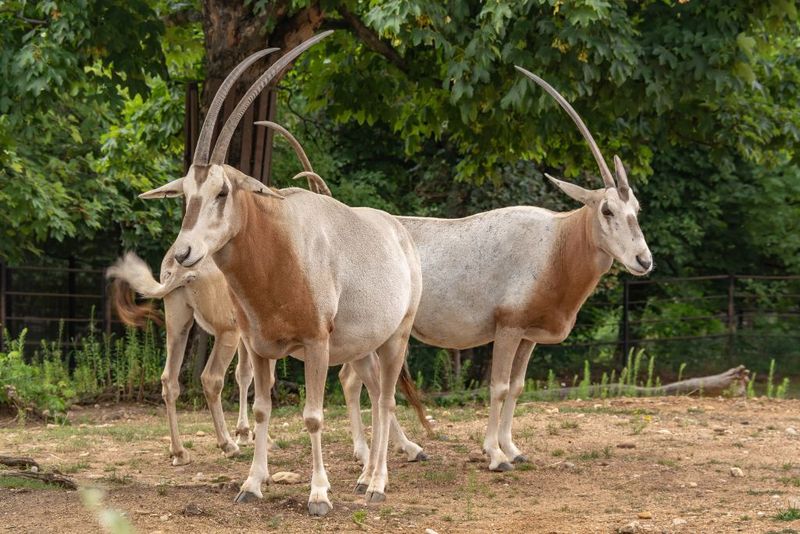 Scimitar Oryx
