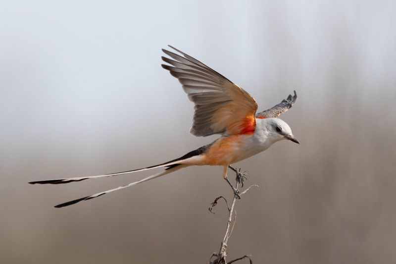 Scissor-tailed Flycatcher