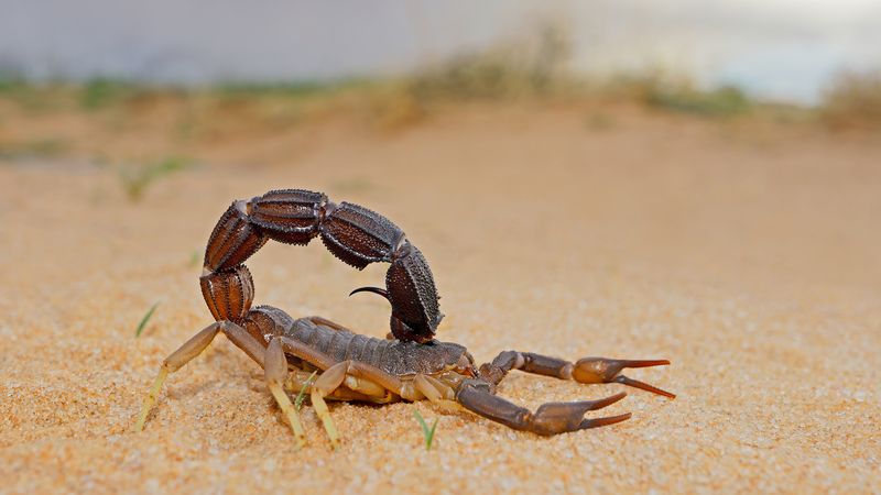 Scorpion
