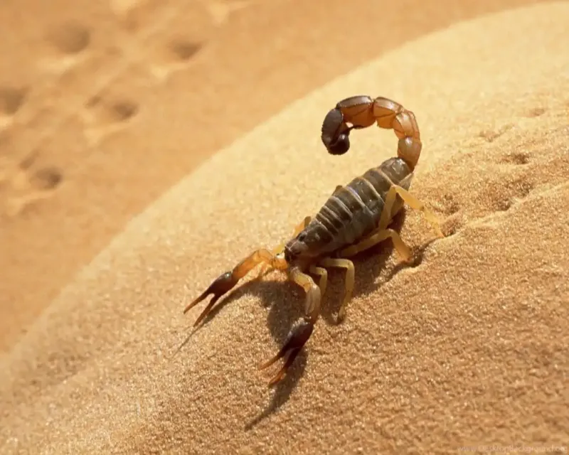 Scorpion