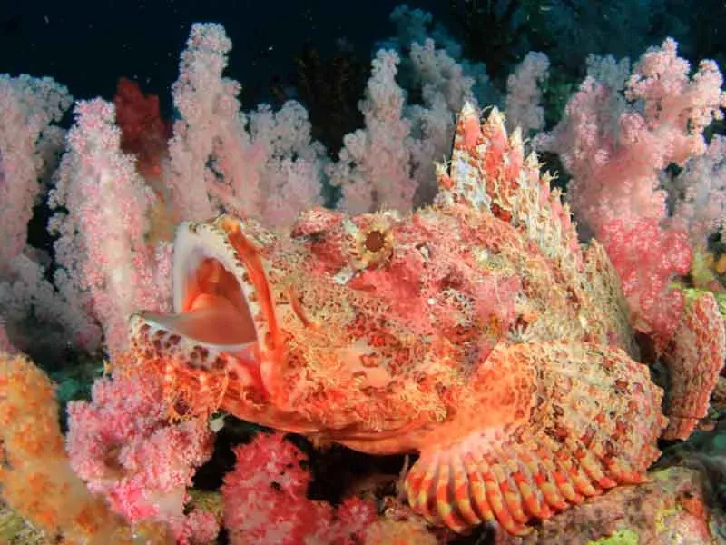 Scorpionfish
