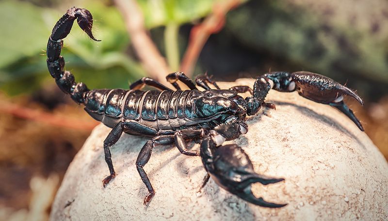 Scorpions