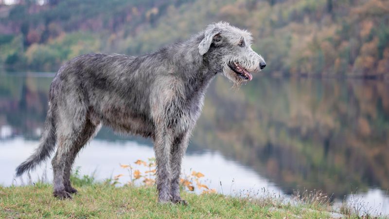 Scottish Deerhound