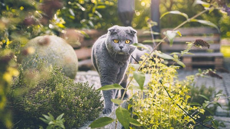 Scottish Fold