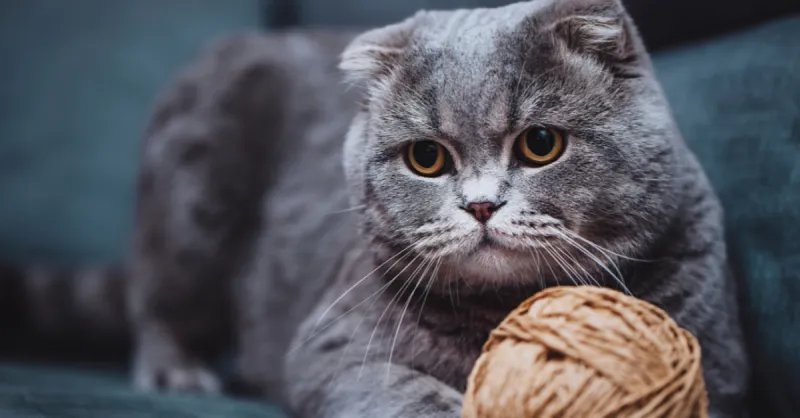 Scottish Fold