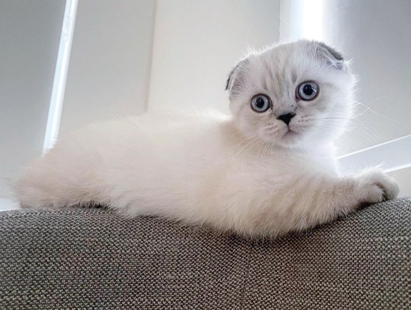 Scottish Fold