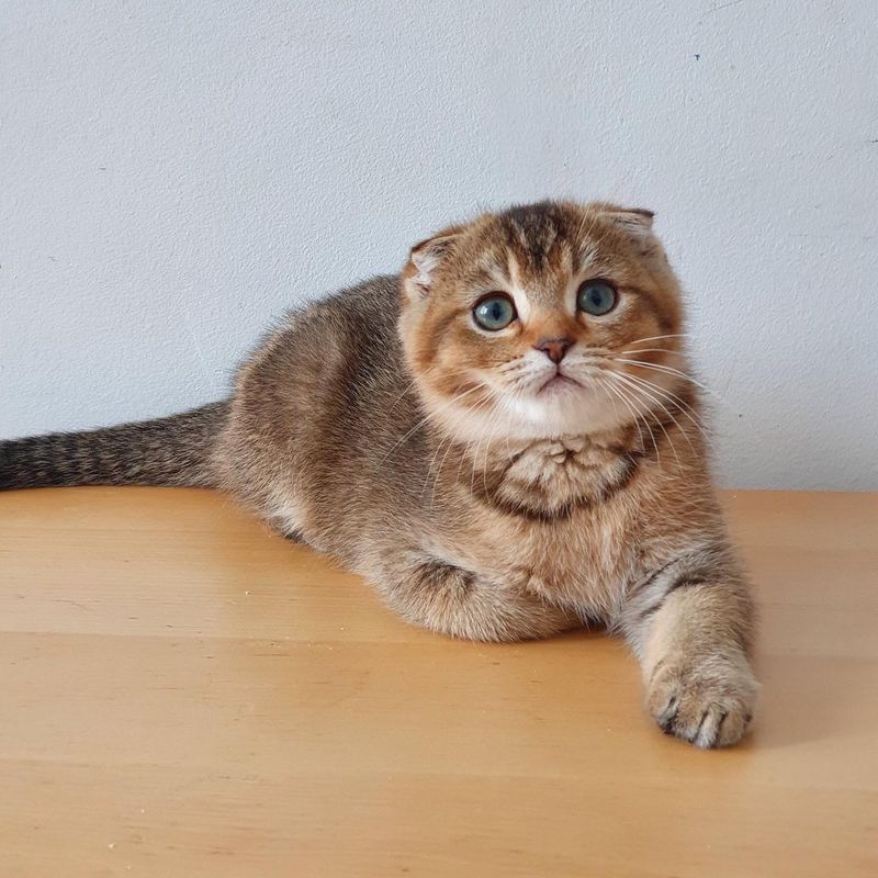 Scottish Fold