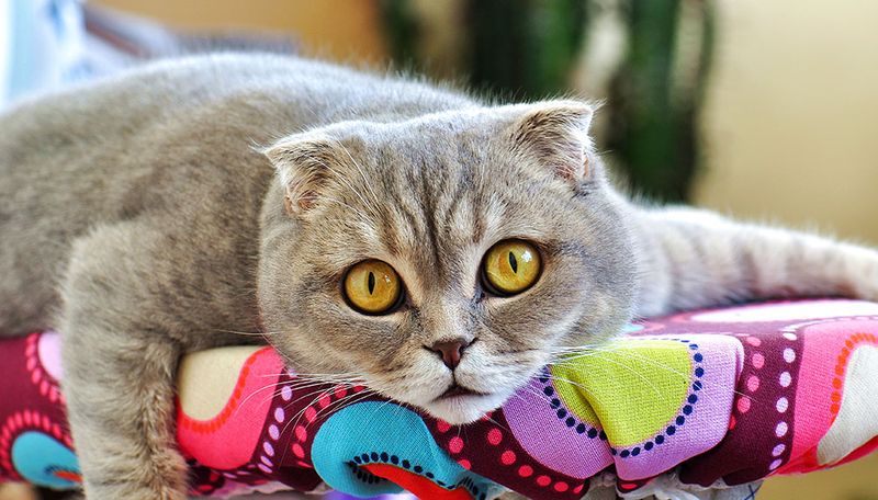 Scottish Fold