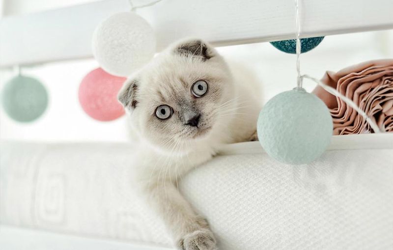 Scottish Fold