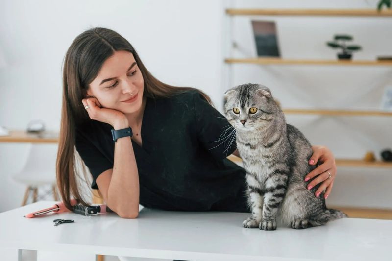 Scottish Fold