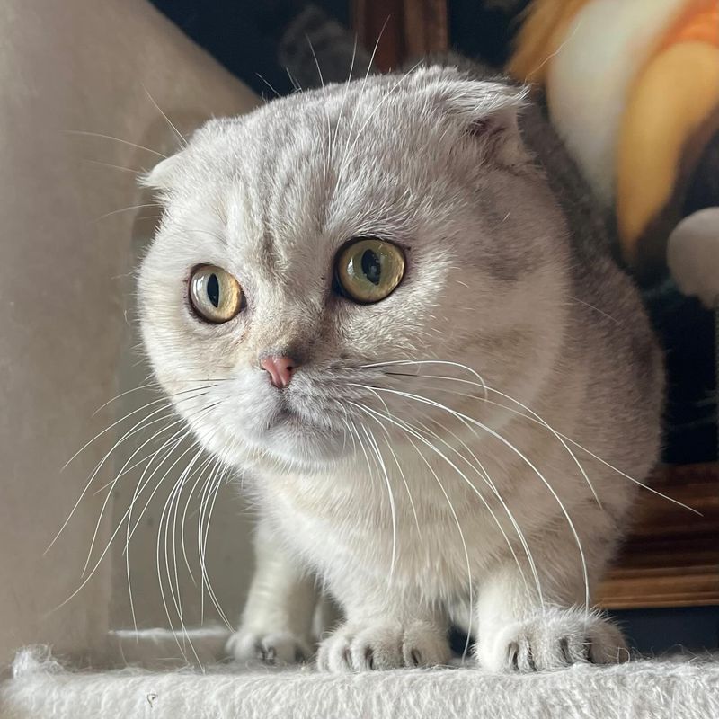 Scottish Fold