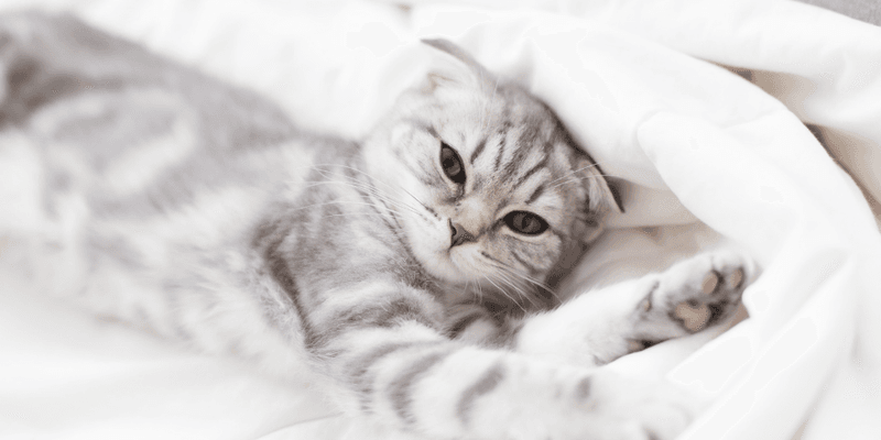 Scottish Fold