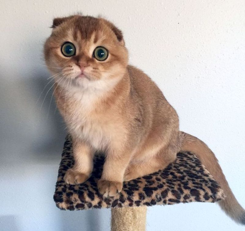 Scottish Fold