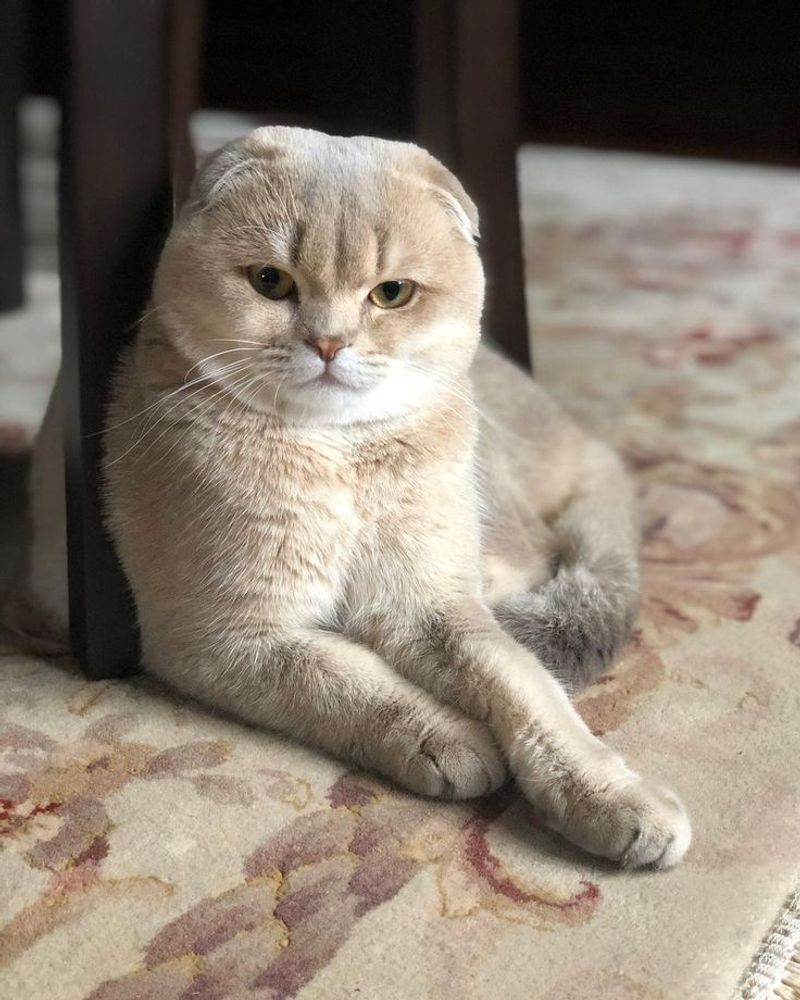 Scottish Fold