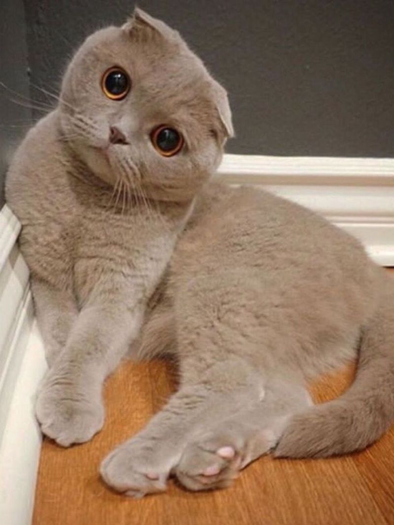 Scottish Fold