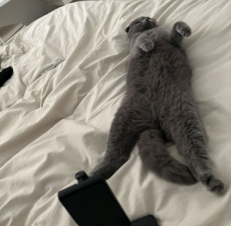 Scottish Fold