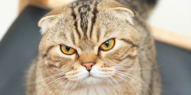 Scottish Fold