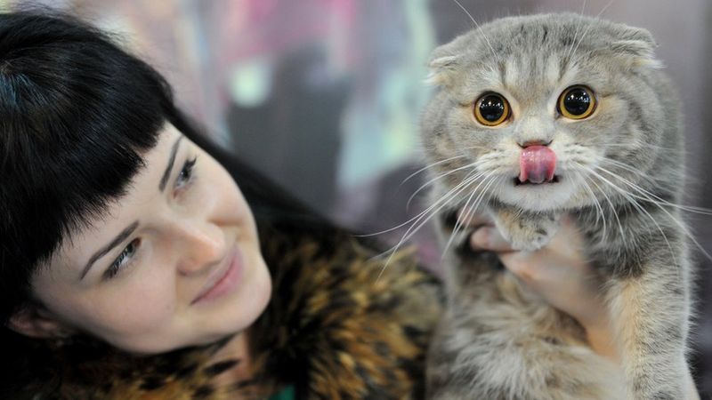 Scottish Fold Cat