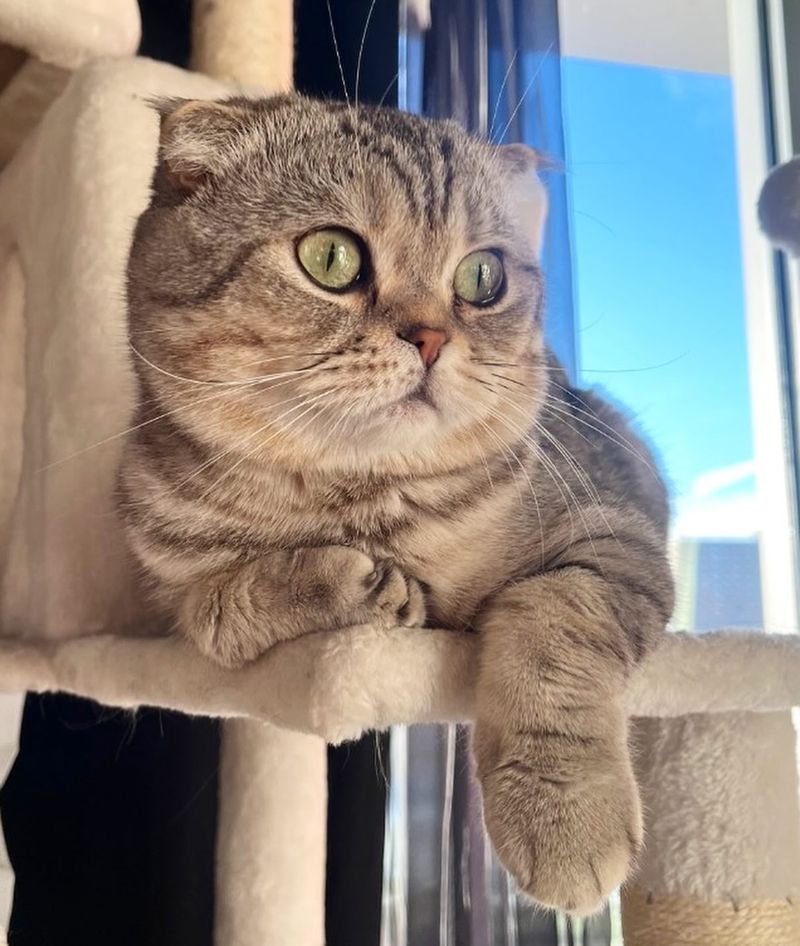 Scottish Fold - Daisy