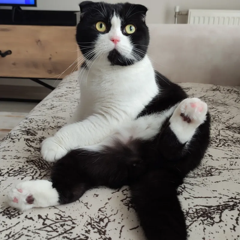 Scottish Fold