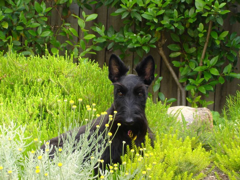 Scottish Terrier