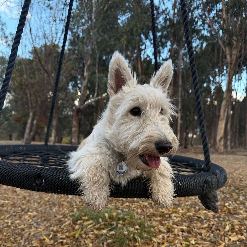 Scottish Terrier