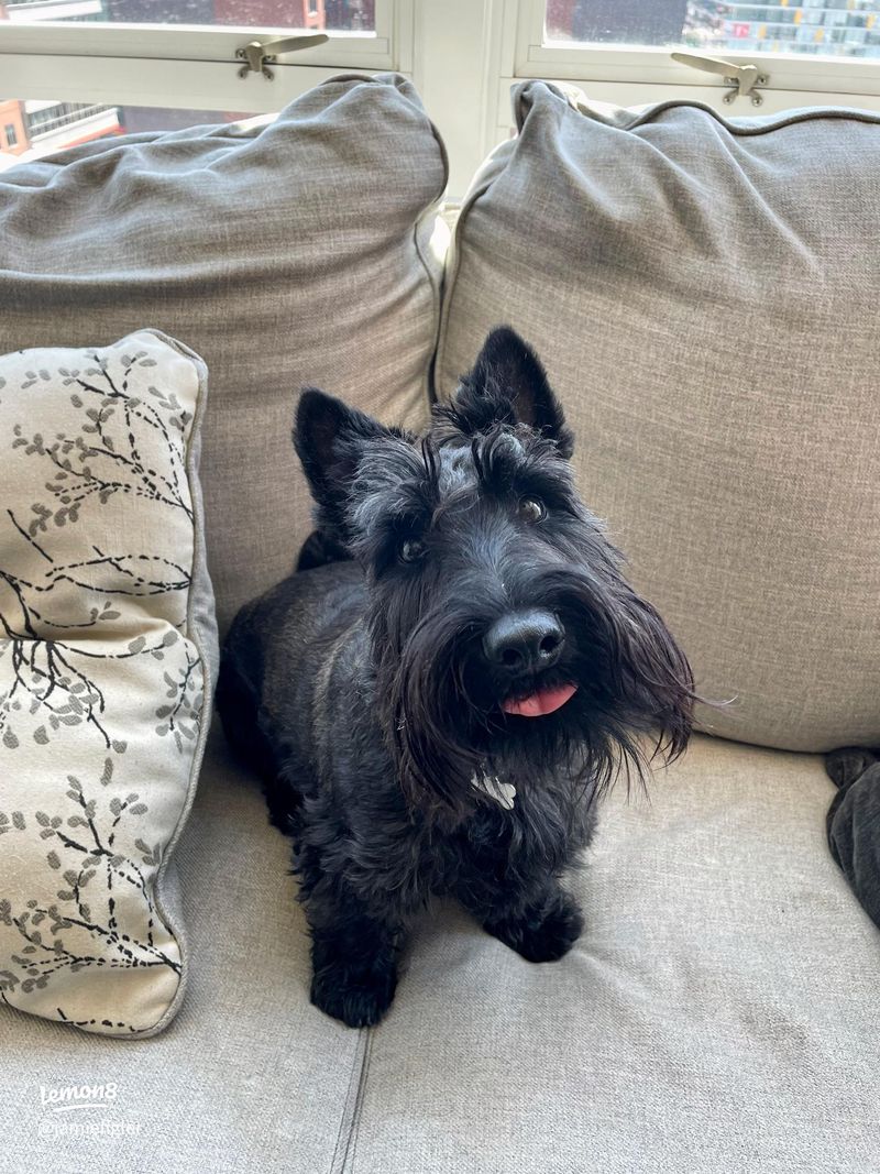 Scottish Terrier
