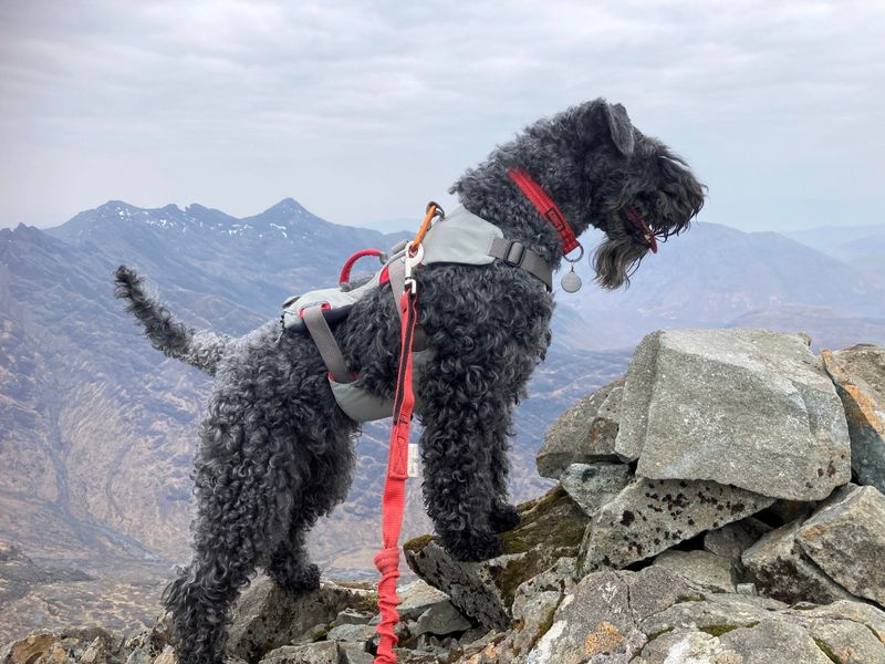 Scottish Terrier