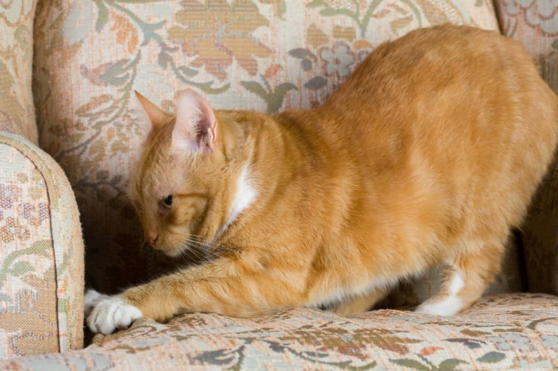 Scratching Furniture Excessively