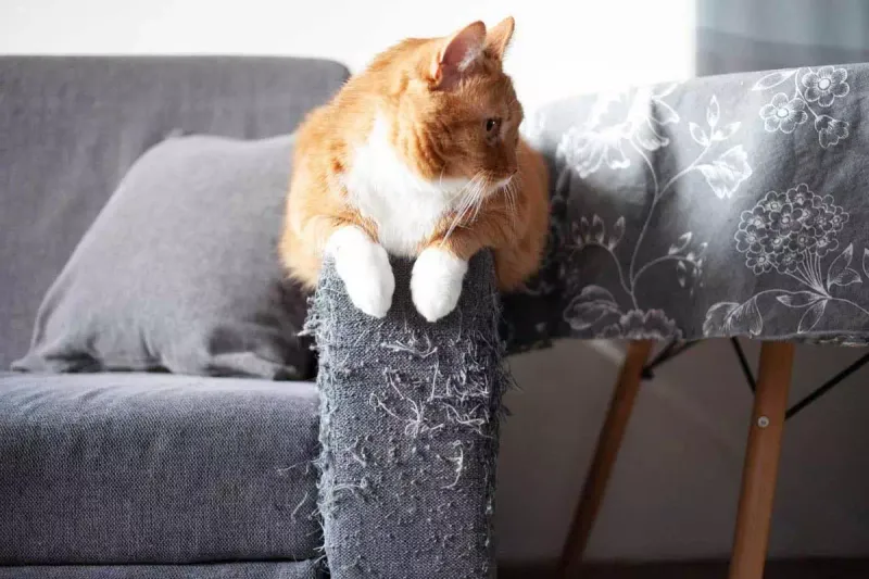 Scratching Furniture