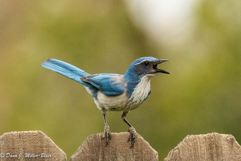 Scrub Jay