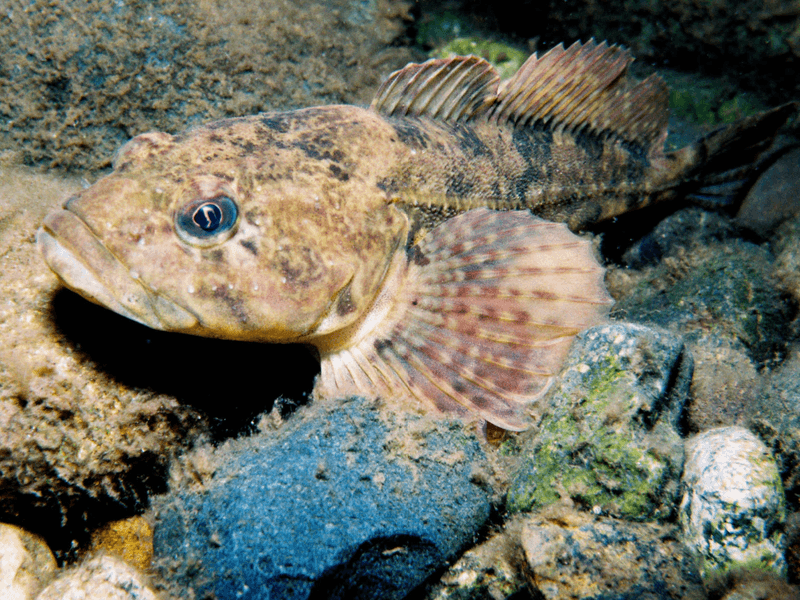 Sculpins